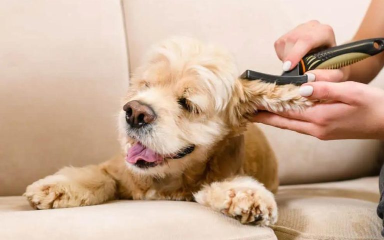 How to Choose Pet Clippers That Suit Your Dog’s Coat Type