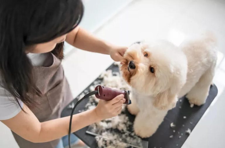 Common Mistakes to Avoid When Using Pet Clippers